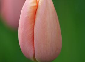 Tulipán jednoduchý pozdní 'Menton' - Tulipa Single Late 'Menton'