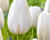 Tulipán jednoduchý pozdní 'Clearwater'