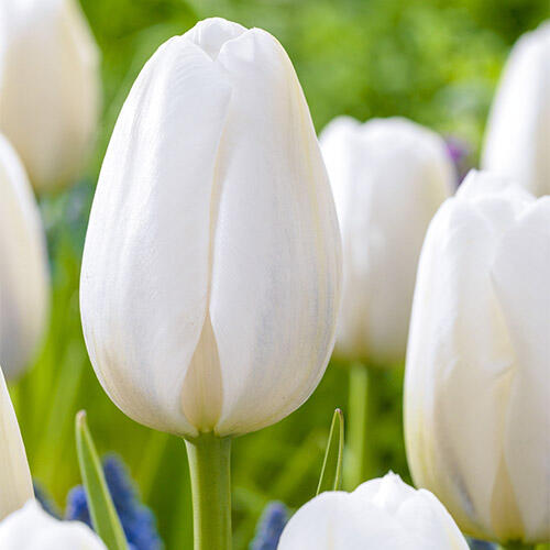 Tulipán jednoduchý pozdní 'Clearwater' - Tulipa Single Late 'Clearwater'
