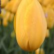 Tulipán pozdní 'Big Smile' - Tulipa Single Late 'Big Smile'