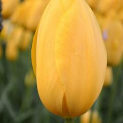 Tulipán pozdní 'Big Smile' - Tulipa Single Late 'Big Smile'