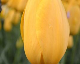 Tulipán jednoduchý pozdní 'Big Smile'
