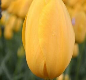 Tulipán pozdní 'Big Smile' - Tulipa Single Late 'Big Smile'