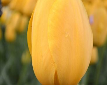 Tulipán jednoduchý pozdní 'Big Smile'