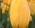 Tulipán jednoduchý pozdní 'Big Smile'