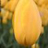 tulipan-pozdni-big-smile.jpg
