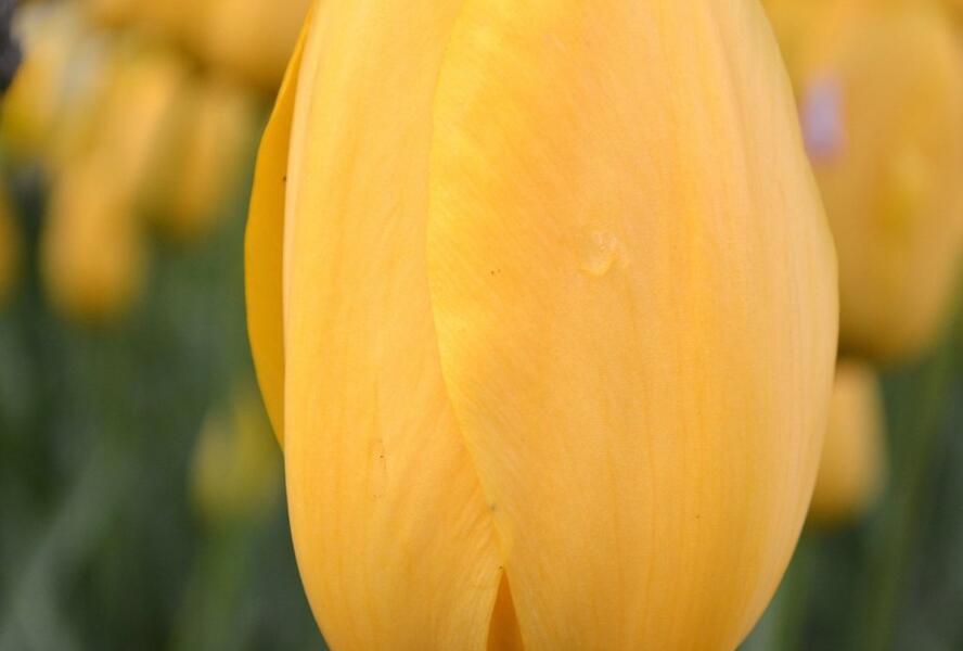 Tulipán jednoduchý pozdní 'Big Smile' - Tulipa Single Late 'Big Smile'