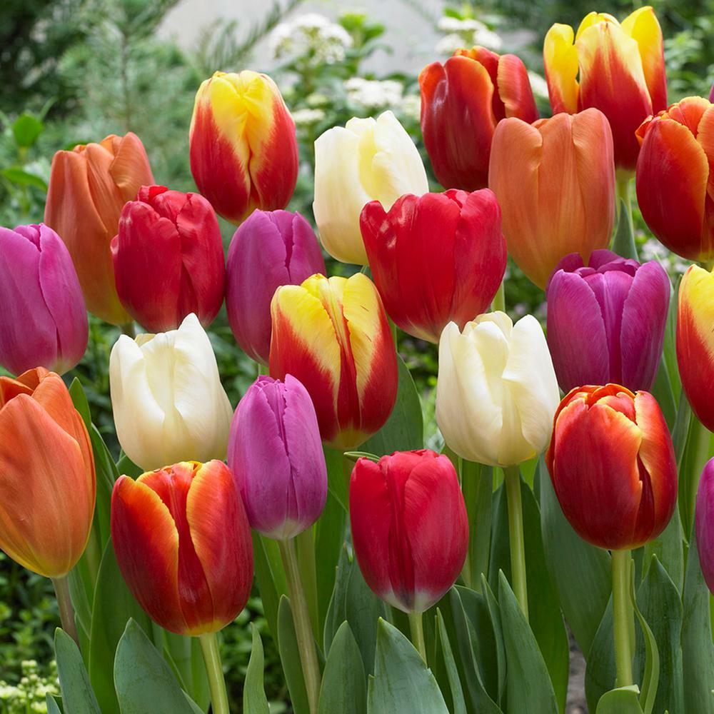 Tulipán Triumph mix Tulipa Triumph mix Zahradnictví FLOS