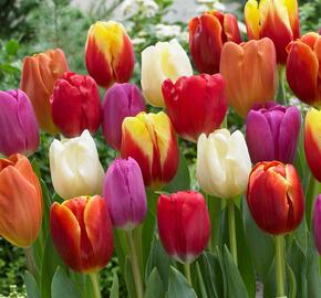 Tulipán Triumph mix - Tulipa Triumph mix