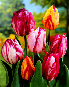 Tulipán Triumph 'Flaming Beauty Mix' - Tulipa Triumph 'Flaming Beauty Mix'