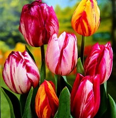 Tulipán Triumph 'Flaming Beauty Mix' - Tulipa Triumph 'Flaming Beauty Mix'