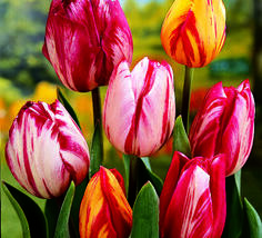 Tulipán Triumph 'Flaming Beauty Mix'