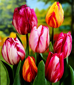 Tulipán Triumph 'Flaming Beauty Mix' - Tulipa Triumph 'Flaming Beauty Mix'