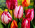 Tulipán Triumph 'Flaming Beauty Mix'