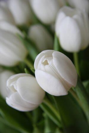 Tulipán Triumph 'Wildhof' - Tulipa Triumph 'Wildhof'