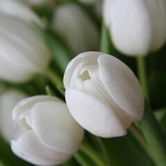 Tulipán Triumph 'Wildhof' - Tulipa Triumph 'Wildhof'