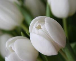 Tulipán Triumph 'Wildhof'