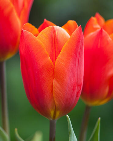 Tulipán Triumph 'Veronique Sanson' - Tulipa Triumph 'Veronique Sanson'