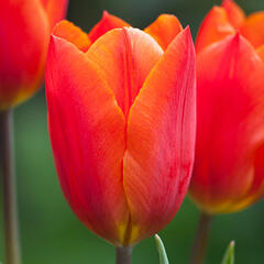 Tulipán Triumph 'Veronique Sanson' - Tulipa Triumph 'Veronique Sanson'