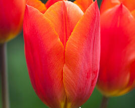 Tulipán Triumph 'Veronique Sanson'