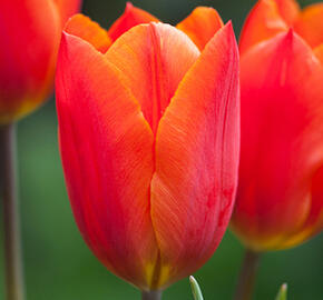 Tulipán Triumph 'Veronique Sanson' - Tulipa Triumph 'Veronique Sanson'