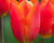 Tulipán Triumph 'Veronique Sanson'