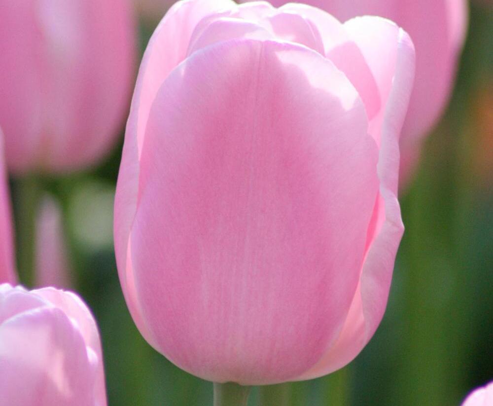 Tulipán Triumph 'Synaeda Amor' - Tulipa Triumph 'Synaeda Amor'