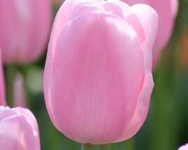Tulipán Triumph 'Synaeda Amor'