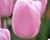 Tulipán Triumph 'Synaeda Amor'