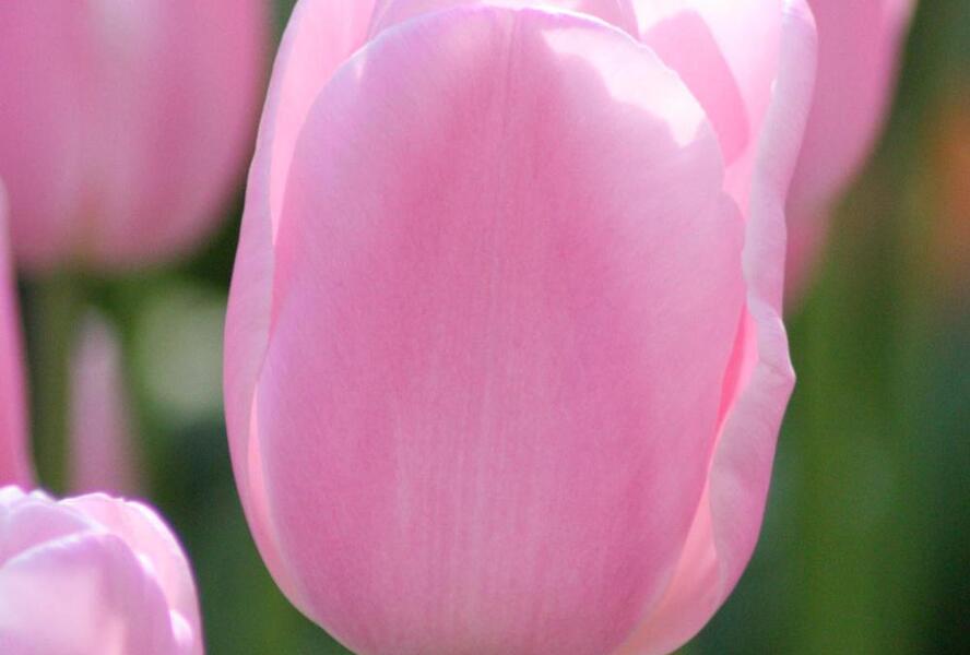 Tulipán Triumph 'Synaeda Amor' - Tulipa Triumph 'Synaeda Amor'