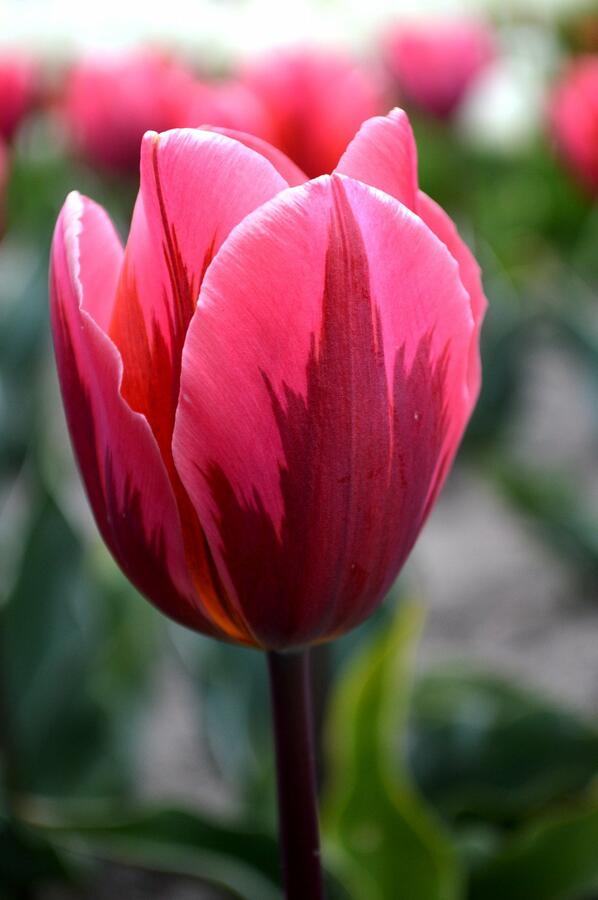 Tulipán Triumph 'Pretty Princess' - Tulipa Triumph 'Pretty Princess'