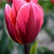 Tulipán Triumph 'Pretty Princess' - Tulipa Triumph 'Pretty Princess'