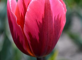 Tulipán Triumph 'Pretty Princess' - Tulipa Triumph 'Pretty Princess'