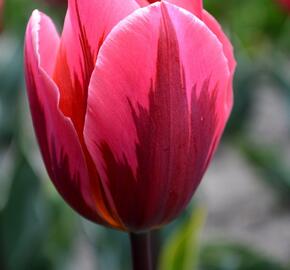 Tulipán Triumph 'Pretty Princess' - Tulipa Triumph 'Pretty Princess'