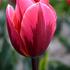 tulipan-pretty-princess.jpg