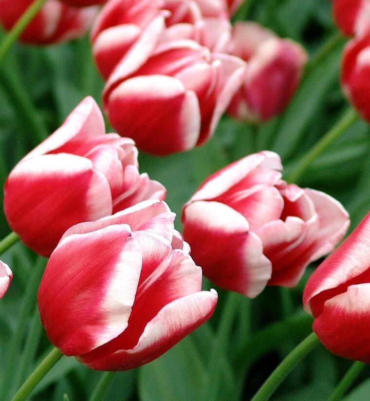 Tulipán Triumph 'Leen van der Mark' - Tulipa Triumph 'Leen van der Mark'
