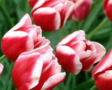 Tulipán Triumph 'Leen van der Mark'