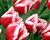 Tulipán Triumph 'Leen van der Mark'