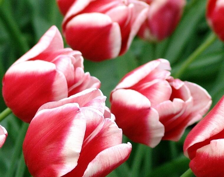 Tulipán Triumph 'Leen van der Mark' - Tulipa Triumph 'Leen van der Mark'