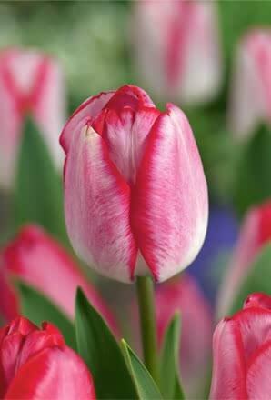 Tulipán Triumph 'Just Kissed' - Tulipa Triumph 'Just Kissed'