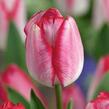 Tulipán Triumph 'Just Kissed' - Tulipa Triumph 'Just Kissed'