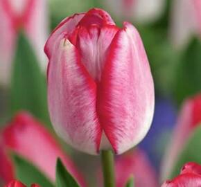 Tulipán Triumph 'Just Kissed' - Tulipa Triumph 'Just Kissed'