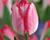 Tulipán Triumph 'Just Kissed'