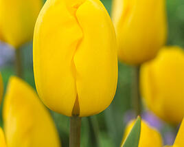 Tulipán Triumph 'Jan van Nes'