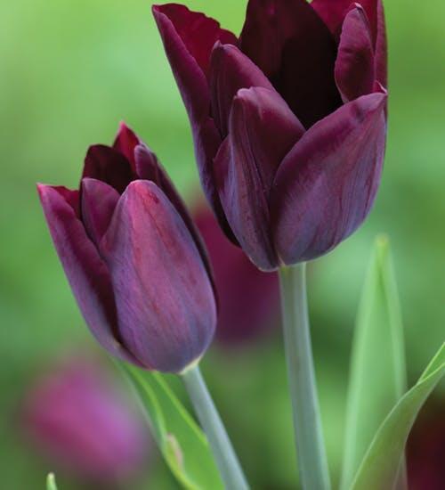 Tulipán Triumph 'Havran' - Tulipa Triumph 'Havran'