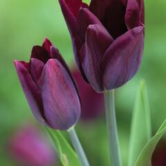 Tulipán Triumph 'Havran' - Tulipa Triumph 'Havran'