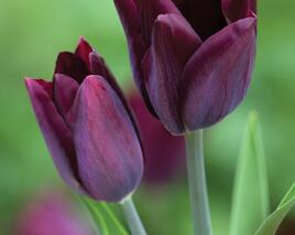 Tulipán Triumph 'Havran'