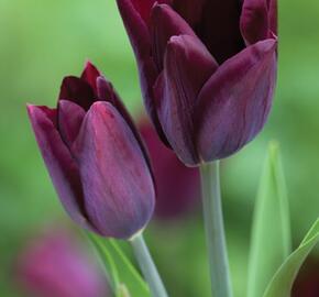 Tulipán Triumph 'Havran' - Tulipa Triumph 'Havran'