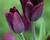 Tulipán Triumph 'Havran'