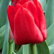 Tulipán Triumph 'Escape' - Tulipa Triumph 'Escape'